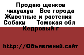 Продаю щенков чихуахуа - Все города Животные и растения » Собаки   . Томская обл.,Кедровый г.